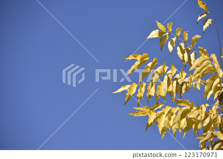 yellow leafs on the blue sky 123170971