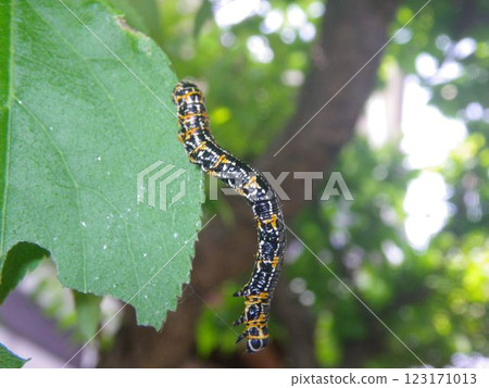 Larva of Uume leek 123171013