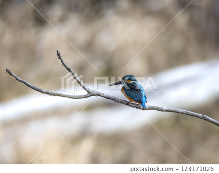 Kingfisher Kingfisher 123171026