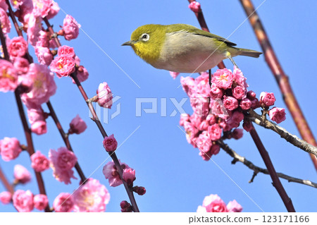 A white-eye on a red plum blossom in full bloom (spring image) (heartwarming image) 123171166