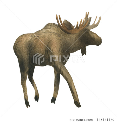 Elk young with antlers with brown fur. Wild animal walking in full growth side view. Watercolor illustration hand drawn. Separate element object isolated from background. 123171179