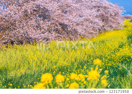 Cherry blossom trees in full bloom and rape blossoms at Kumagaya Sakura Tsutsumi in Saitama Prefecture Cherry blossom trees in full bloom and rape blossoms at Kumagaya Sakura Tsutsumi in Saitama Prefecture 123171958