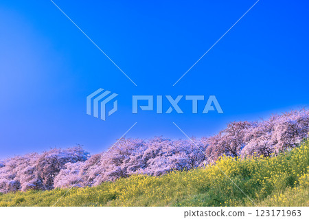Cherry blossom trees in full bloom and rape blossoms at Kumagaya Sakura Tsutsumi in Saitama Prefecture 123171963