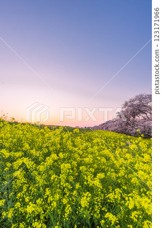 埼玉縣熊谷櫻堤的日落油菜花田和盛開的櫻花 123171966