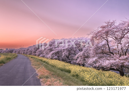 埼玉縣熊谷櫻堤的日落油菜花田和盛開的櫻花 123171977