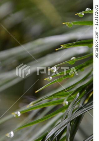 被晨露弄濕的葉子 123172072