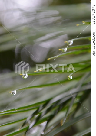 被晨露弄濕的葉子 被晨露弄濕的葉子 123172073