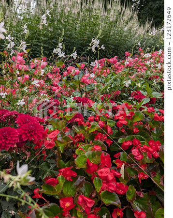 A lush summer flower bed featuring beautiful red dahlias, gaura and pink begonias. 123172649