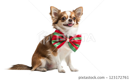 papillon dog in studio 123172761