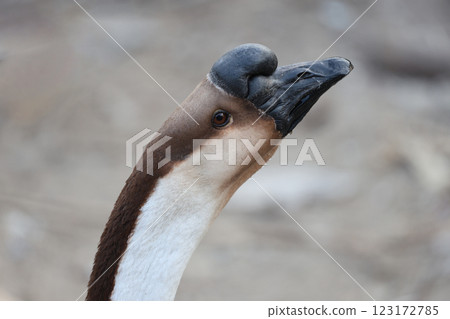 Close up head brown goose in nature farm garden at thailand Close up head brown goose in nature farm garden at thailand 123172785