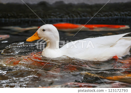 The white Duck is stay in nature garden 123172793