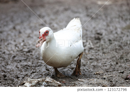 The white Muscovy Duck is stay in nature garden The white Muscovy Duck is stay in nature garden 123172796