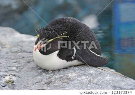 Asahiyama Zoo Rockhopper Penguins 123173374