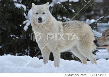 旭山動物園北極狼 旭山動物園北極狼 123173414