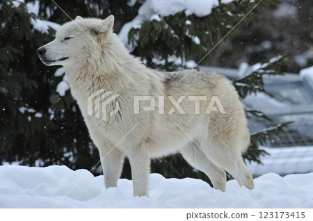 旭山動物園北極狼 123173415
