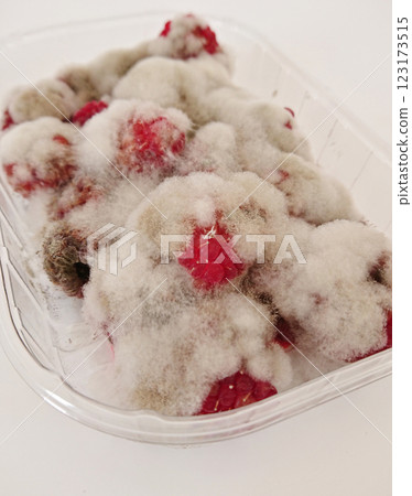 Fuzzy fungus colonizing neglected raspberries exposes hidden peril, fungus releasing harmful spores, fungus silently spreading across surfaces, emphasizing careful inspection and timely discard 123173515