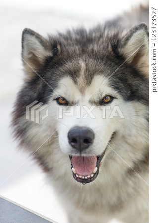 Fluffy Siberian Husky dog male outdoors Fluffy Siberian Husky dog male outdoors 123173527