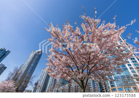 Vancouver, BC, Canada. David Lam Park in springtime season. Skyscrapers and Cherry blossoms. Cherry trees flowers in full bloom. Vancouver, BC, Canada. David Lam Park in springtime season. Skyscrapers and Cherry blossoms. Cherry trees flowers in full bloom. 123173588