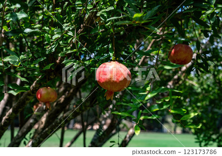 Pomegranate tree in Park Ramat Hanadiv, Memorial Gardens of Baron Edmond de Rothschild, Zichron Yaakov, Israel 123173786