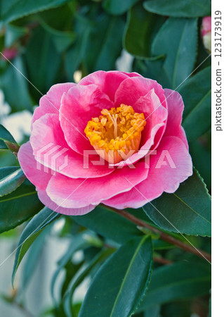 紅山茶花 123173919