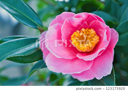 紅山茶花 123173920