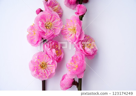 兩棵垂直排列的紅梅樹 123174249