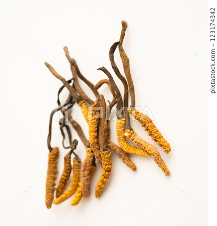Cordyceps sinensis or Ophiocordyceps sinensis isolated on white background, mushroom herb treatment medicine. Cordyceps sinensis or Ophiocordyceps sinensis isolated on white background, mushroom herb treatment medicine. 123174342