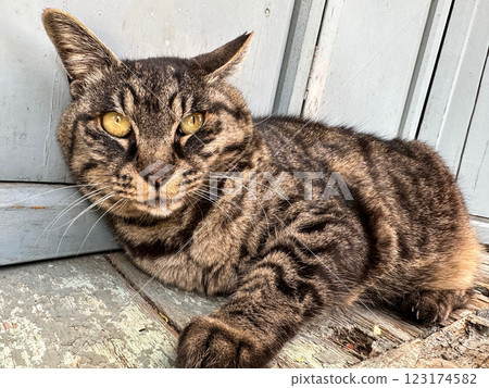 A cat staring at you A cat staring at you 123174582