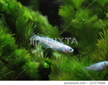 Medaka 123174886