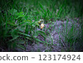 White small strawberry berry growing 123174924