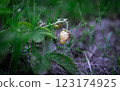 White small strawberry berry growing 123174925