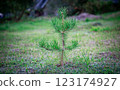 A small pine tree grows in a clearing, rich colors 123174927