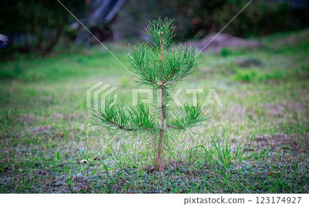 A small pine tree grows in a clearing, rich colors 123174927