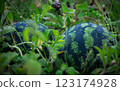 Two small watermelons are lying in the grass 123174928
