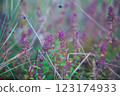 Thyme flowers in autumn grass 123174933