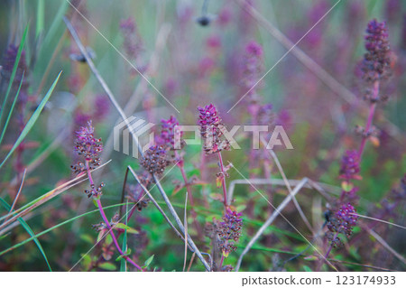 Thyme flowers in autumn grass Thyme flowers in autumn grass 123174933