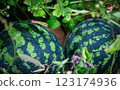 Two small watermelons are lying in the grass 123174936