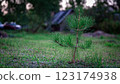 A small pine tree grows in a clearing, rich colors 123174938
