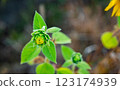 A small sunflower grows in a field 123174939
