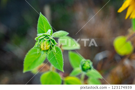 A small sunflower grows in a field 123174939