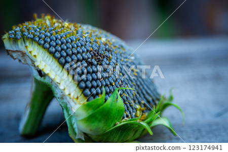 half of a broken sunflower lies on a wooden table half of a broken sunflower lies on a wooden table 123174941