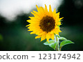 A small sunflower grows in a field 123174942