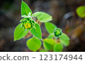 A small sunflower grows in a field 123174944