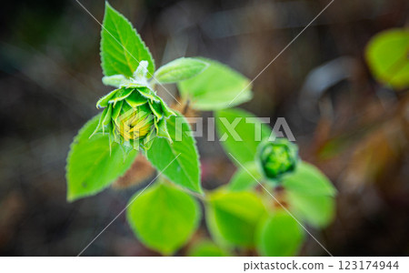 A small sunflower grows in a field 123174944