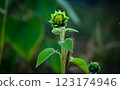 A small sunflower grows in a field 123174946