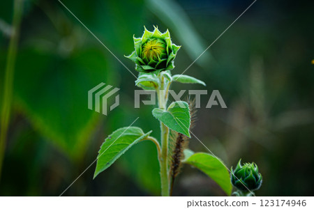 A small sunflower grows in a field 123174946