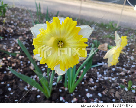 One large yellow narcissus flower with large petals and stamens growing in black soil on a farm in the village on a sunny spring day. Blooming daffodil. Selection. Beautiful varietal narcissus flower. 123174976