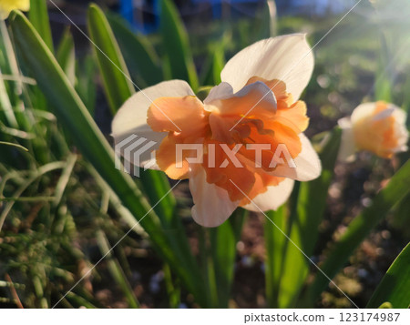 Narcissus close up. Beautiful flower with white orange petals, stamens and green leaves grows in ground on sunny spring day. Selection breeding. Artificially bred plant. Cultivated varietal daffodil 123174987