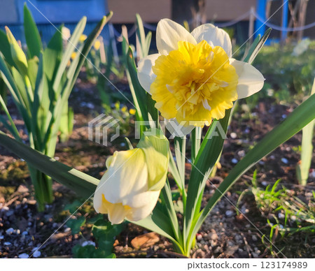 Large large yellow narcissus flower on green stem with green leaves growing in black ground on sunny spring day. Cultivated varietal flower daffodil. Blooming flower, petals and stamens. Plants nature 123174989