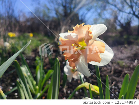 Narcissus close up. Beautiful flower with white orange petals, stamens and green leaves grows in ground on sunny spring day. Selection breeding. Artificially bred plant. Cultivated varietal daffodil 123174997
